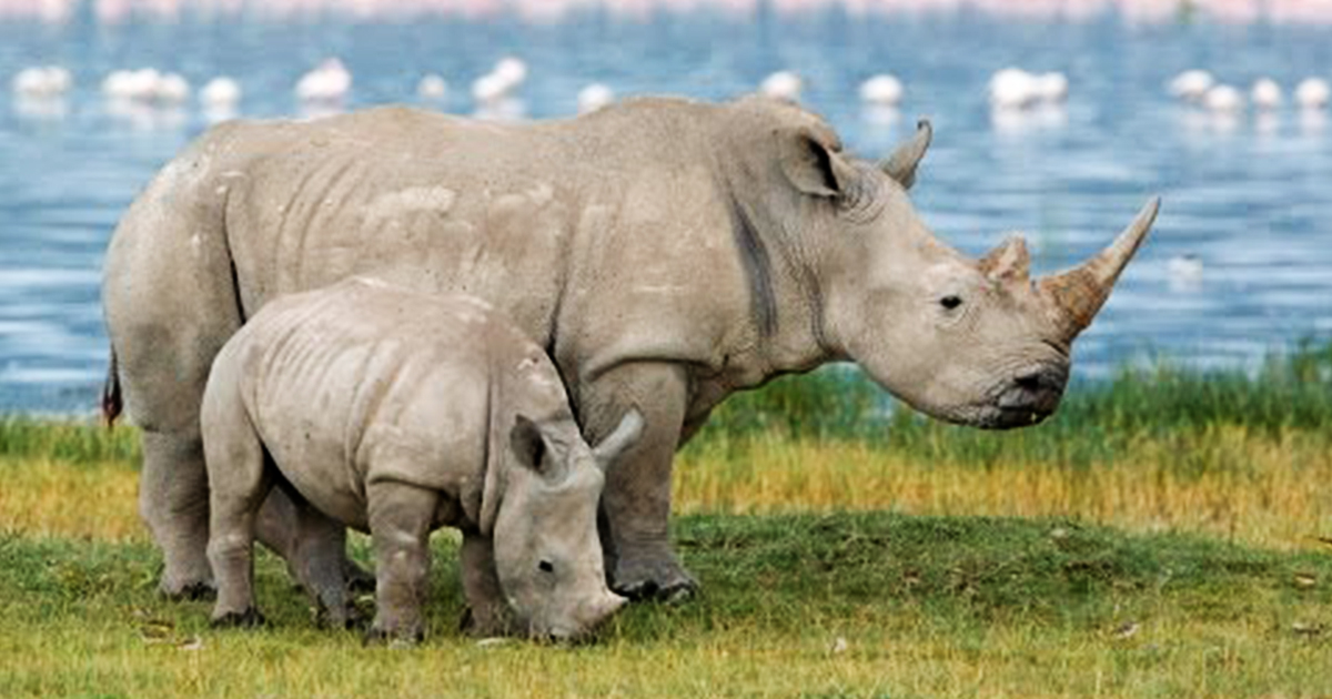 Only 3 Northern White Rhinos Left on Earth – David Pakman Show