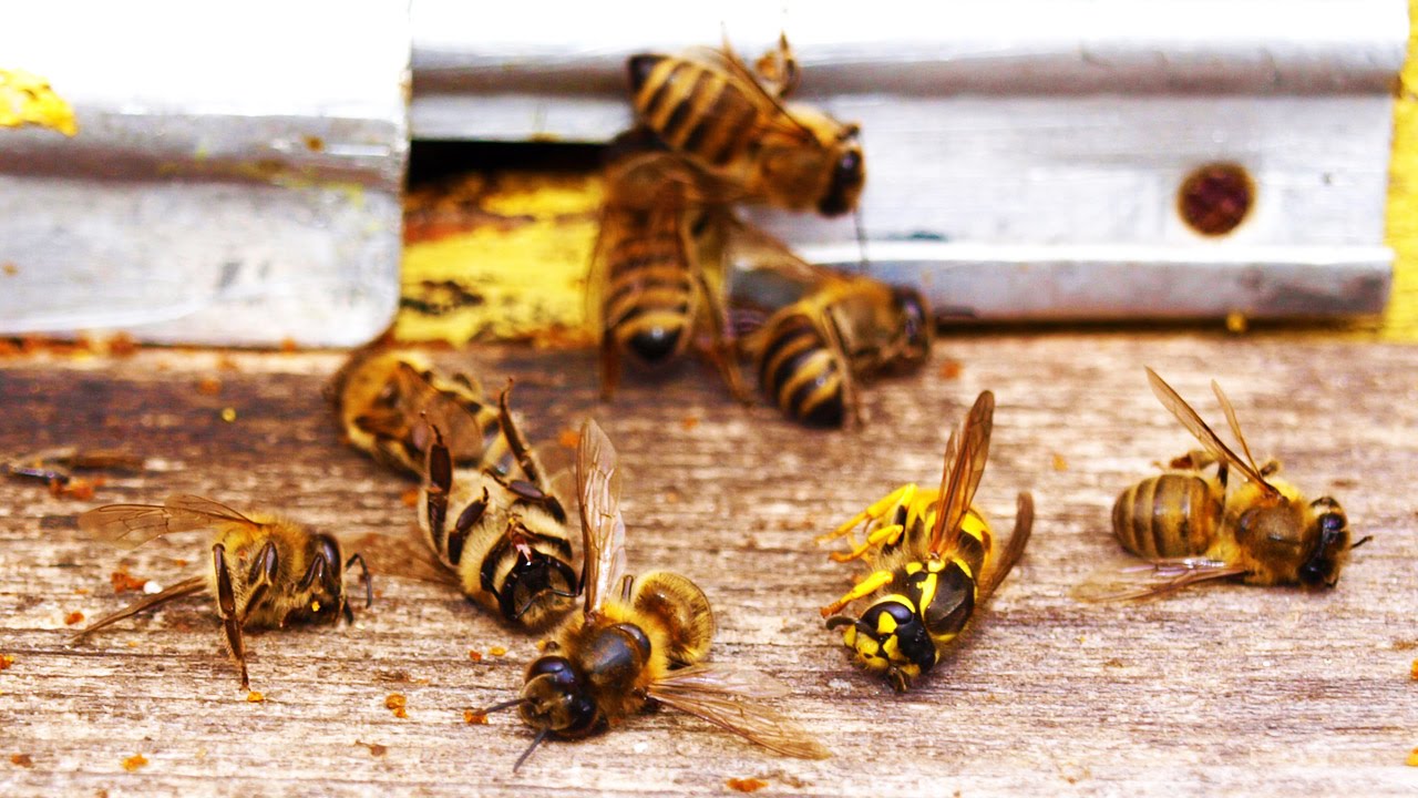 EPA Finally Discovers What’s Killing The Bees – The Young Turks