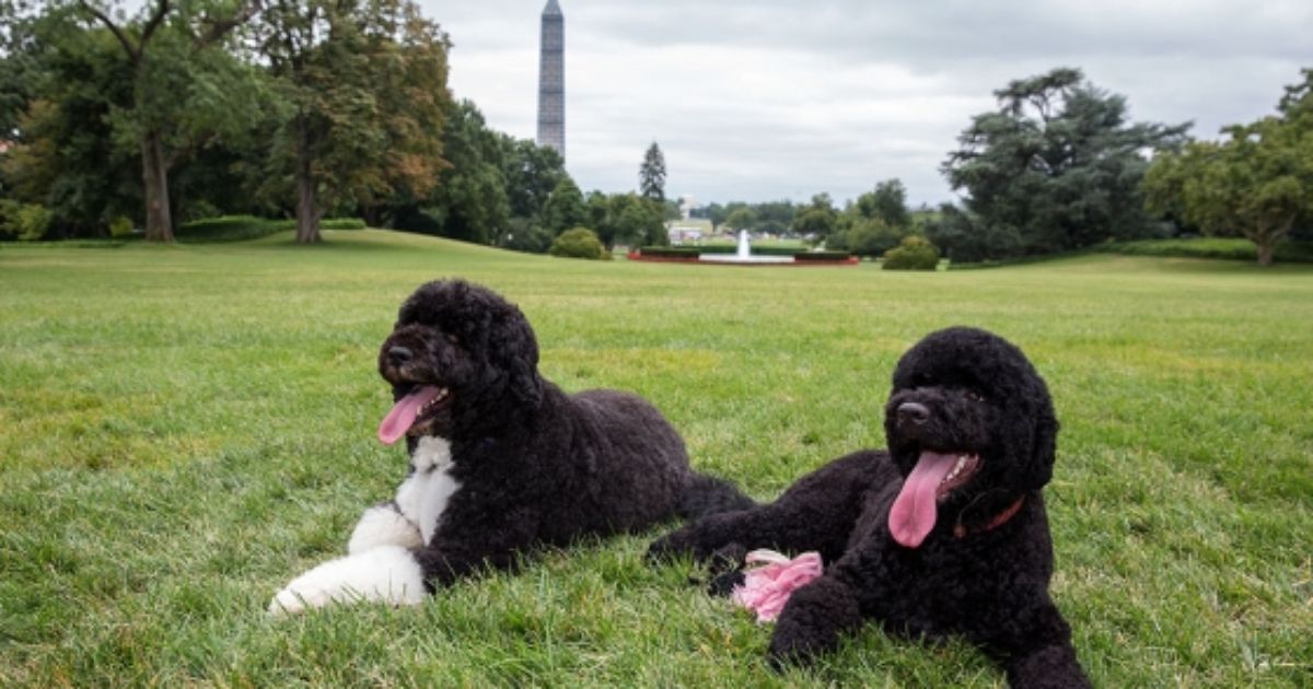 Man Plots to Kidnap Obama’s Dog, Calls Himself Jesus and Son of Marilyn Monroe and JFK