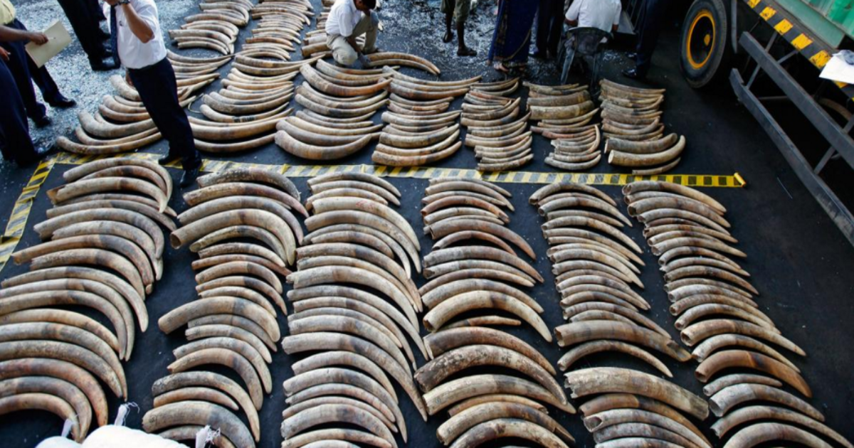 Sri Lanka Apologizes to Elephants For Ivory Trade; Set To Destroy Ivory Stockpile