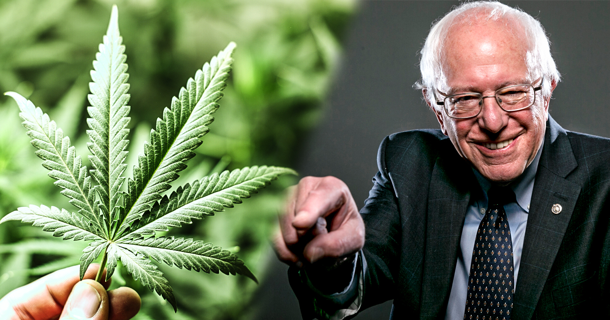 Bernie Makes His Case For Legalizing Pot – The Majority Report