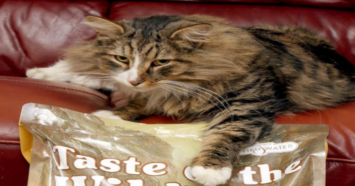 Missing Cat Who Lived In Pet Food Factory For Over A Year Doubled In Size