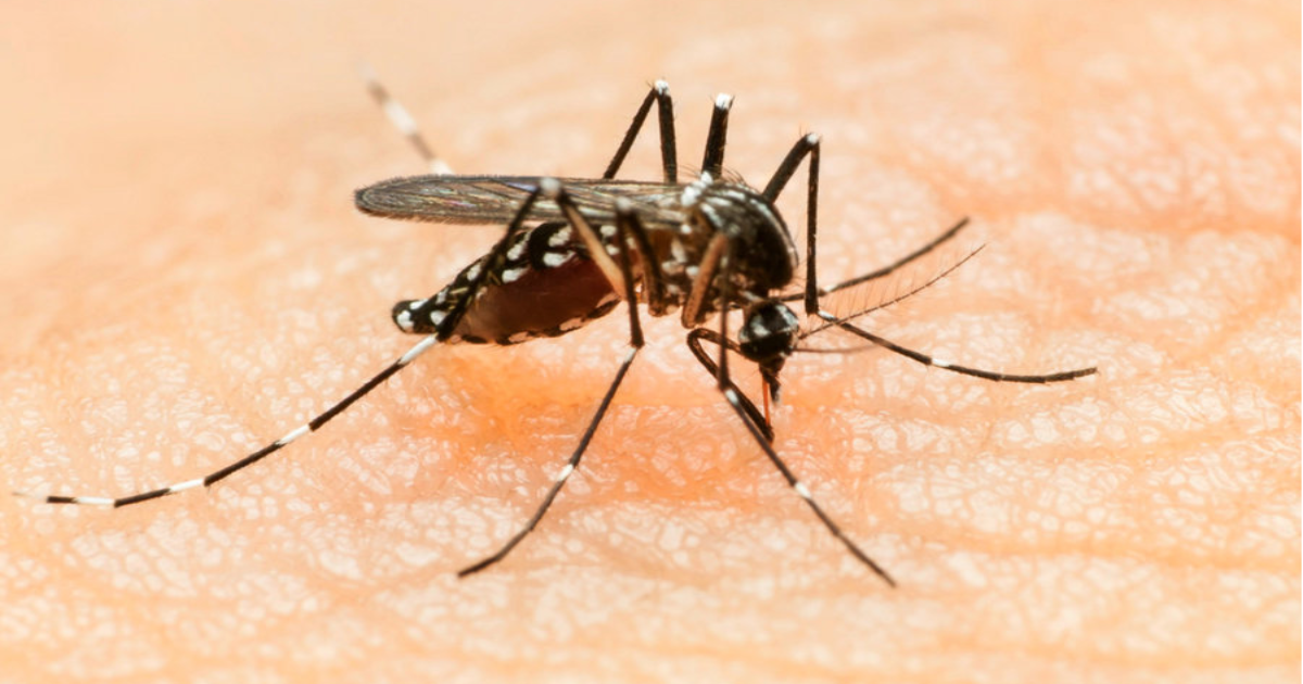 Zika Virus: Now a Venereal Disease?