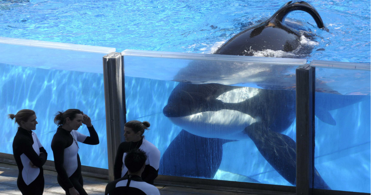 Sea World To End Killer Whale Breeding: Phasing Out Captive Whales & Shows