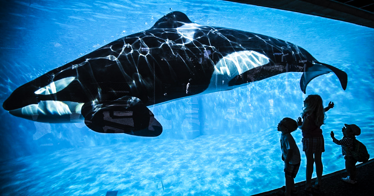 Seaworld’s Killer Whale Shows to End in California After Today’s Final Show