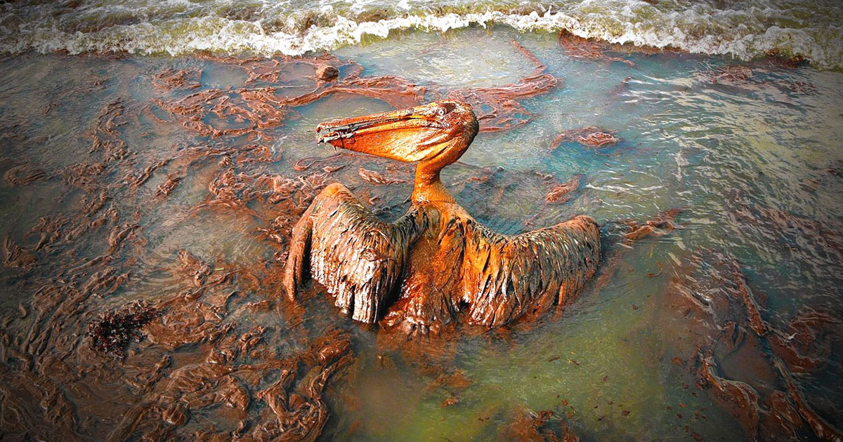 Why Do We Allow BP To Continue Dumping GALLONS Into Our Oceans? Devastated Ecosystem