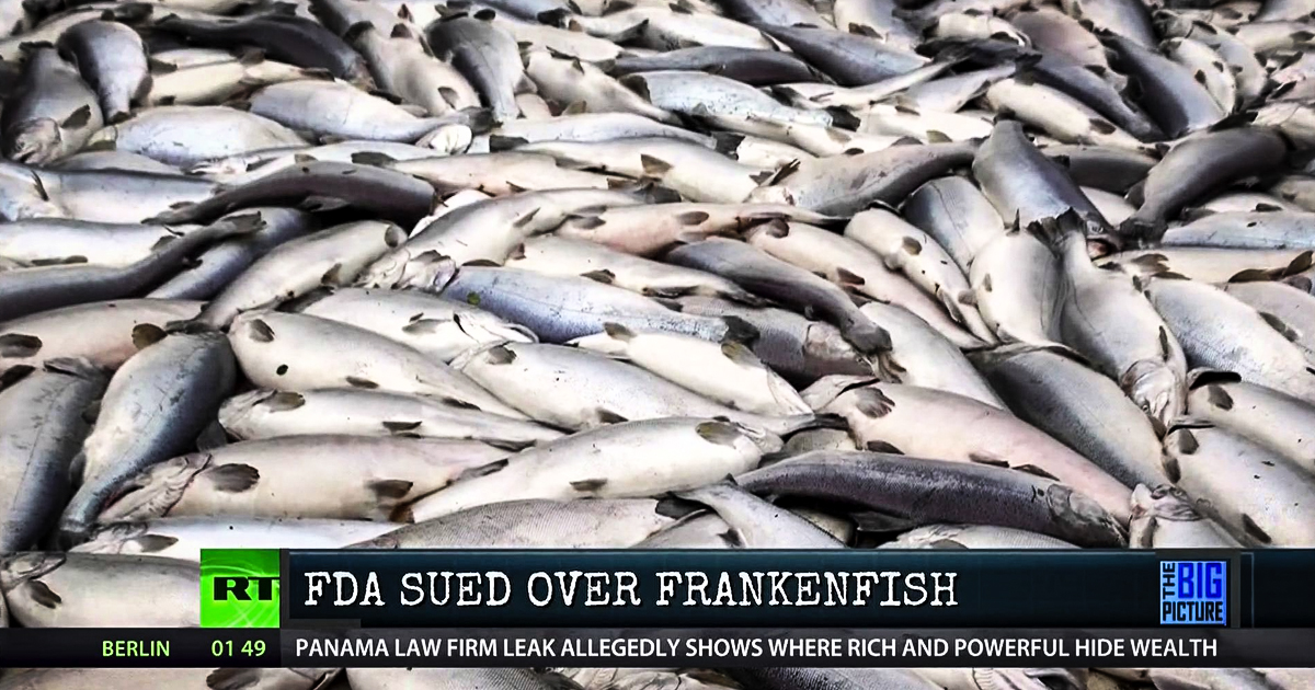 Genetically Engineered “Frankenfish” Is Being Sued – Big Picture with Thom Hartmann