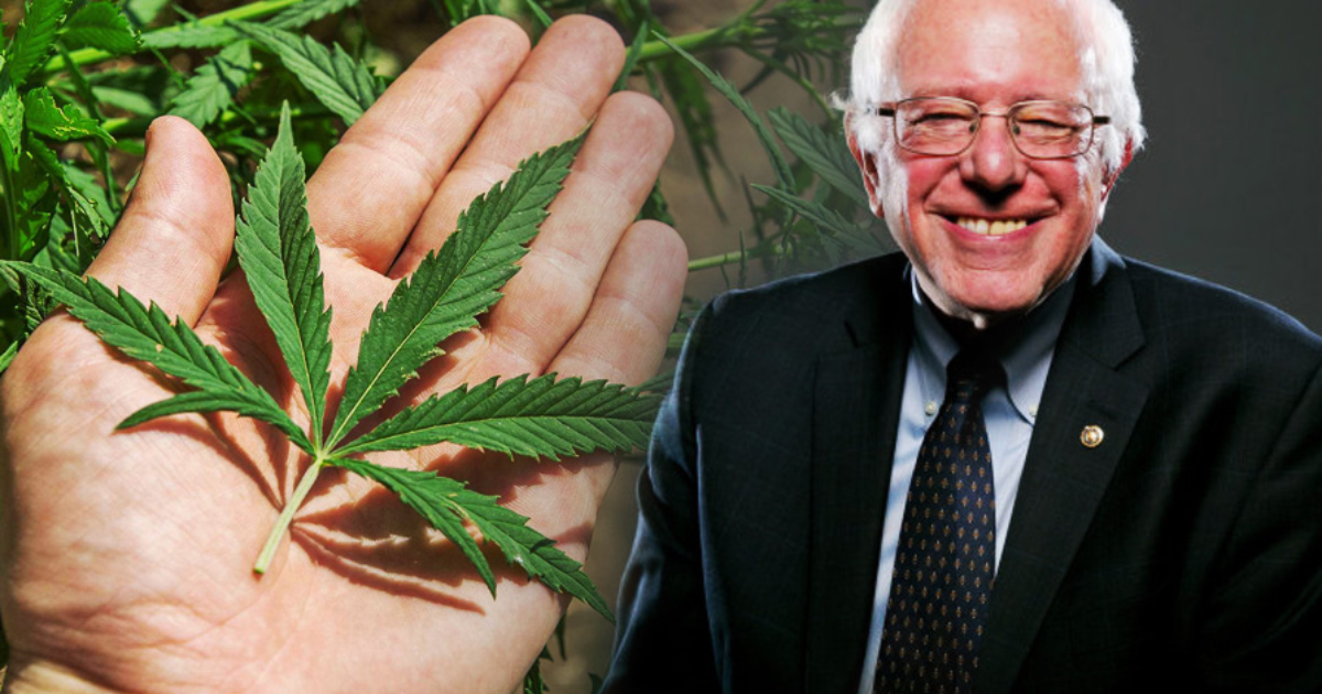 In Puerto Rico, Bernie Sanders Was Asked If He Would Legalize Marijuana: “Si”