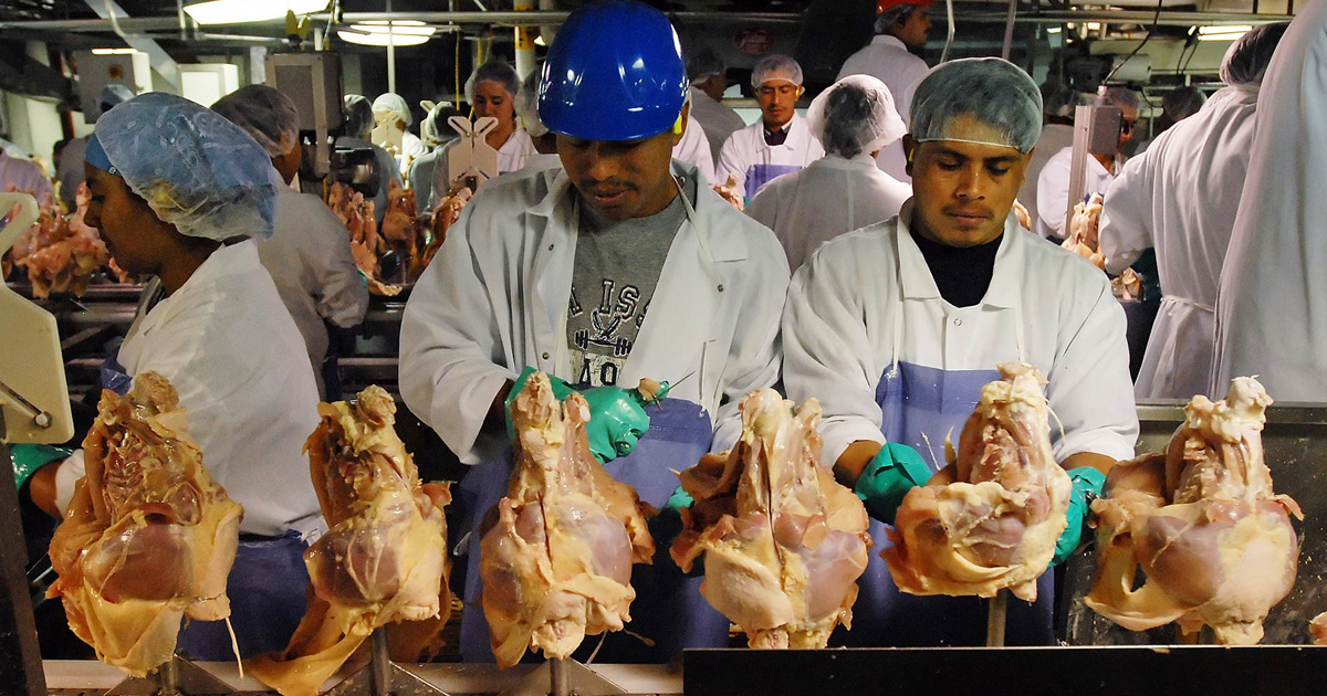 U.S. Poultry Workers Forced to Wear Diapers, Beg to Use the Bathroom – Ed Schultz