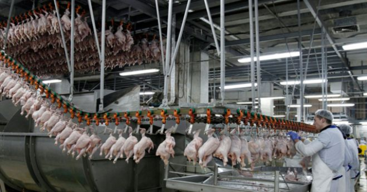 Ain’t America Exceptional: Poultry Workers Forced to Wear Diapers Due To No bathroom Breaks