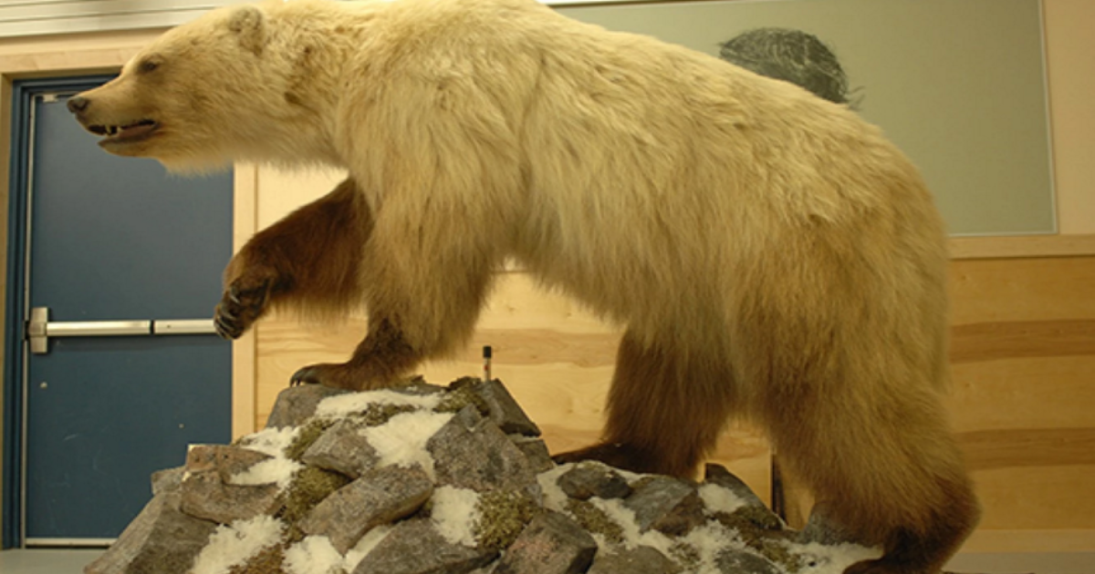 Climate Change & the Animal Kingdom: Grizzlies & Polar Bears Mating To Create Terrifying Hybrid