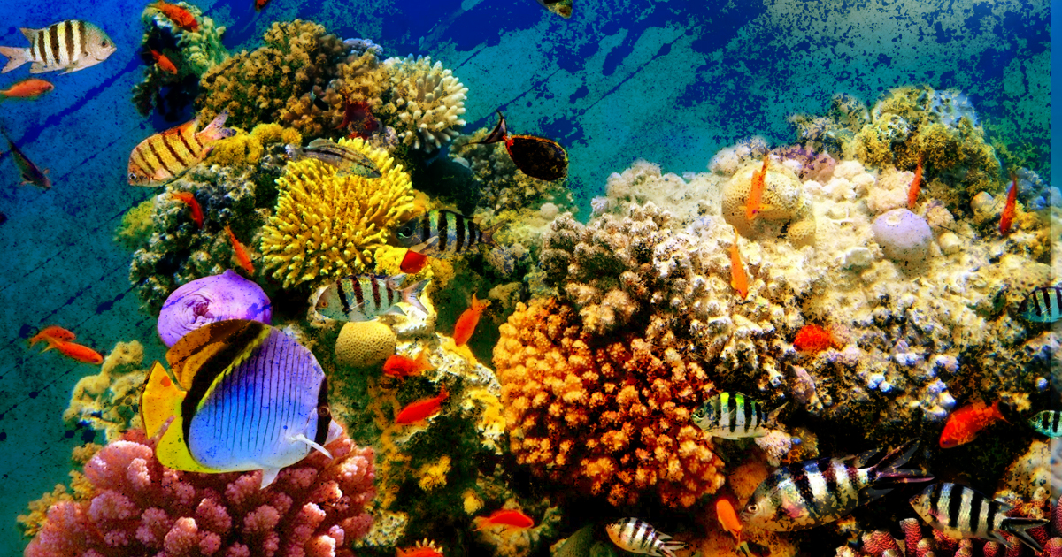 Why The Dying of the Coral Reefs Brings Planetary Instability – The Big Picture