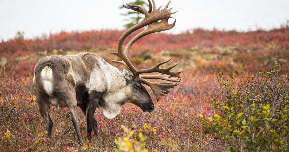 Climate Change is Absolutely Decimating Animal Habitats – Ed Schultz