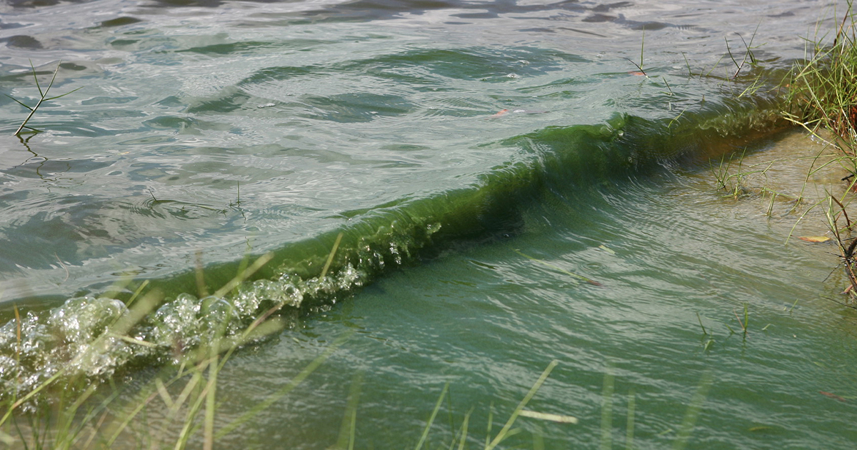 The Green Slime Attacking the Atlantic Coast – The Big Picture