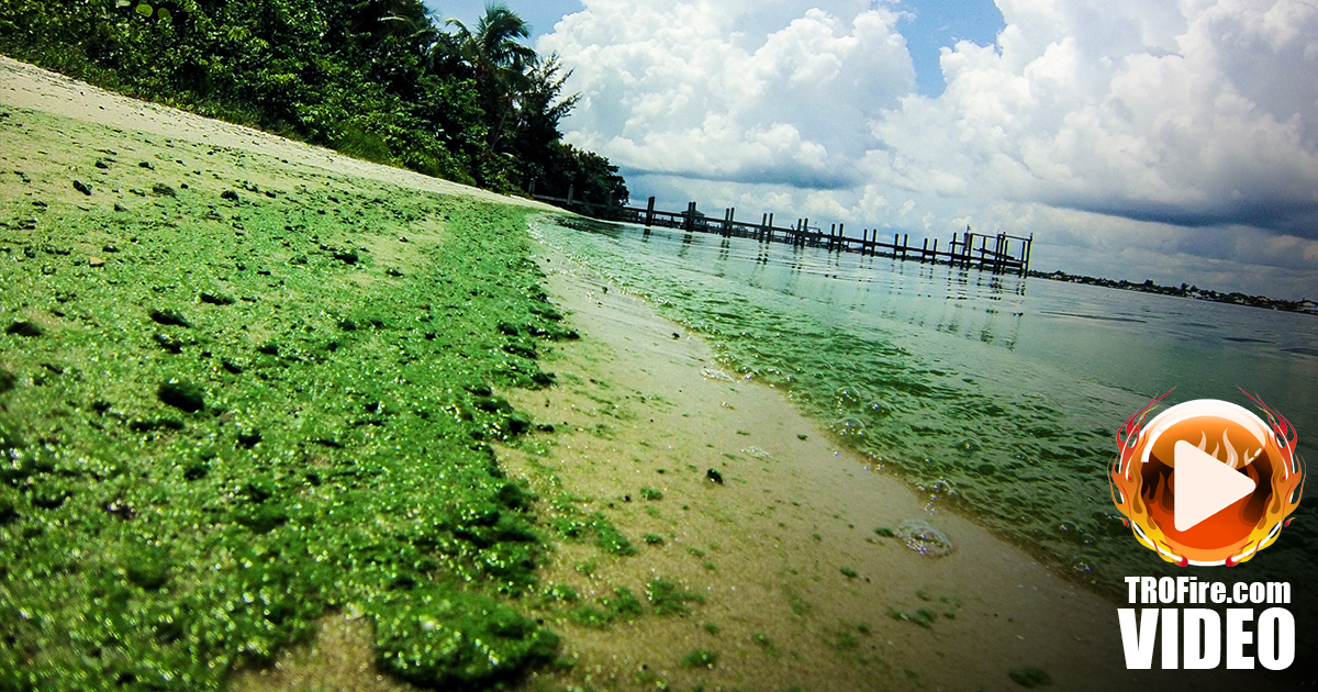 Florida’s Solution To Toxic Algae Blooms? Ease The Rules on Water Pollution