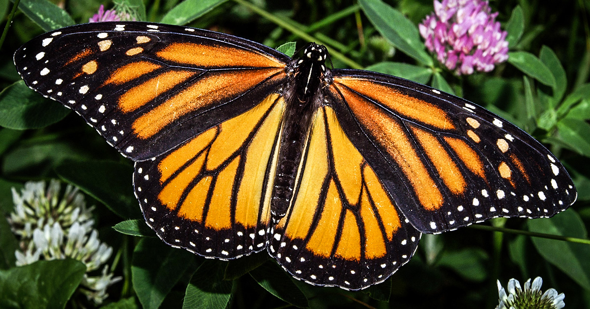 What’s Causing the Monarch Butterflies To Disappear? – The Big Picture