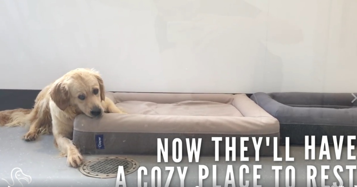 Politics Break: Watch Adorable Shelter Dogs Get Comfy Beds For the First Time