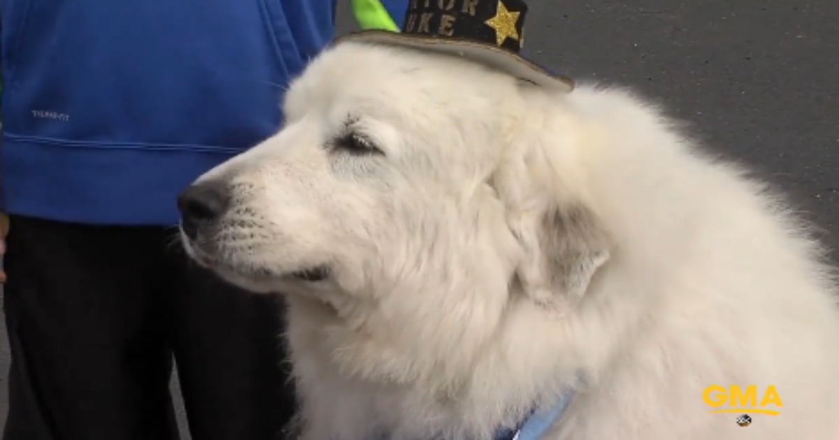 Still Better Than You-Know-Who: A Dog Elected Mayor For Third Term In Minnesota Town