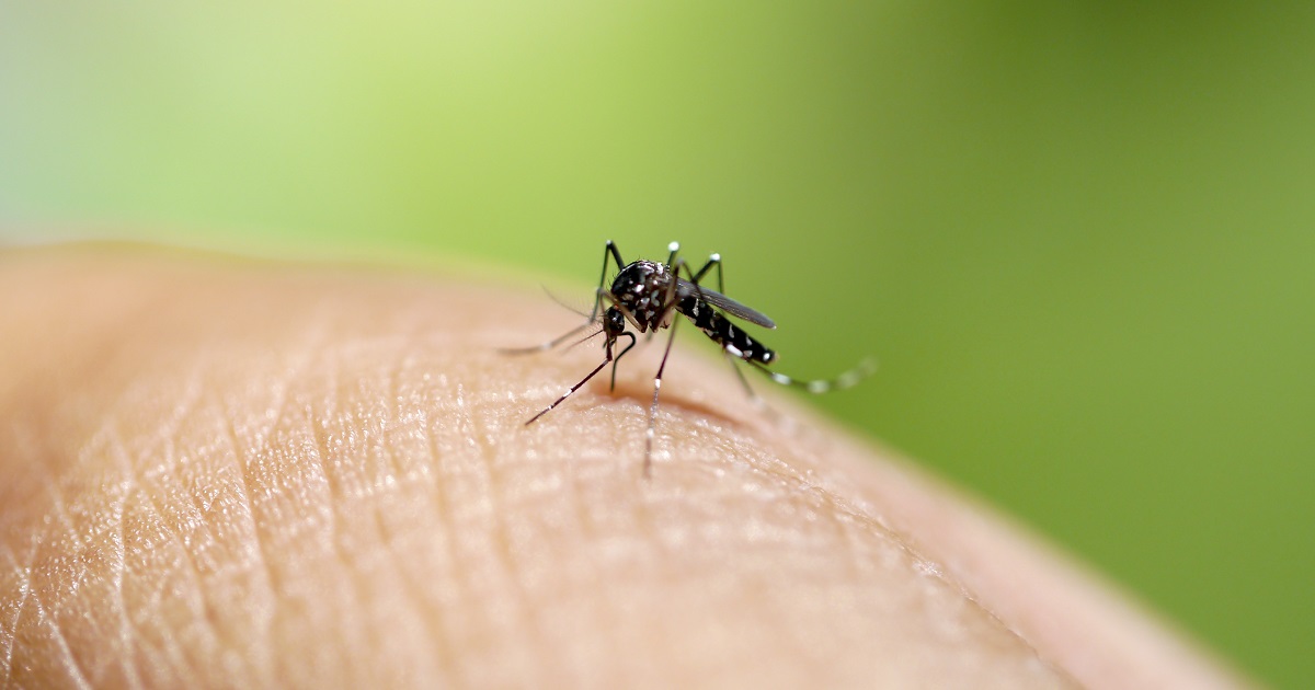 Could GMO Mosquitos Be the Key to Stopping Zika Virus in its Tracks?