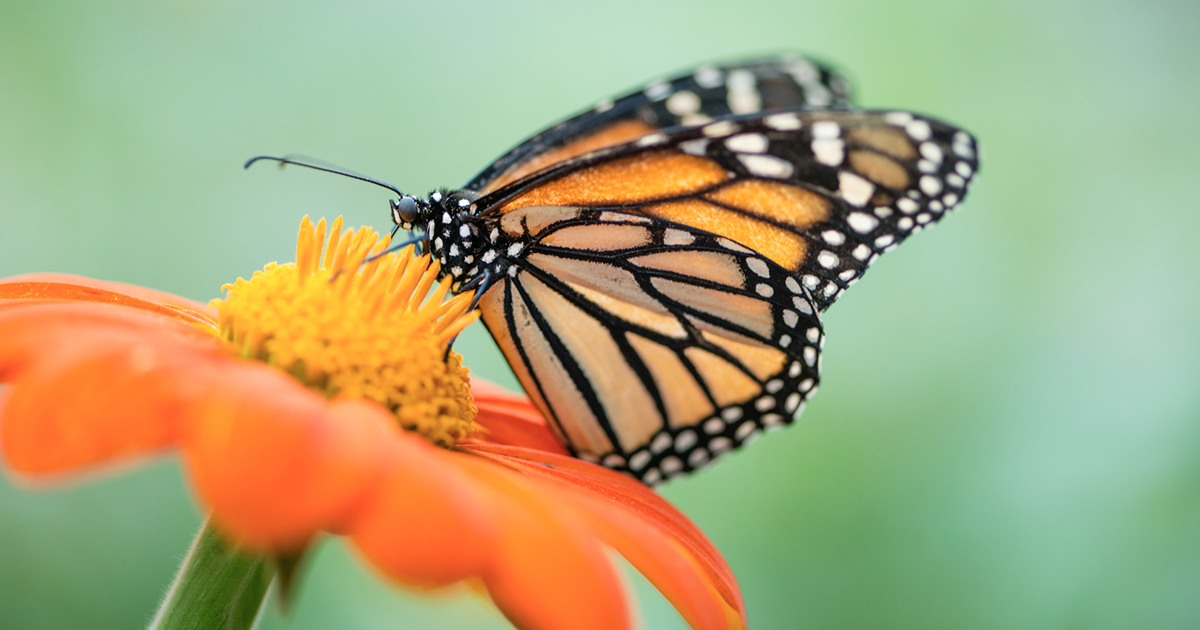 Pollinators: Lord of the Rings Actor Dominic Monaghan Weighs In – The Big Picture