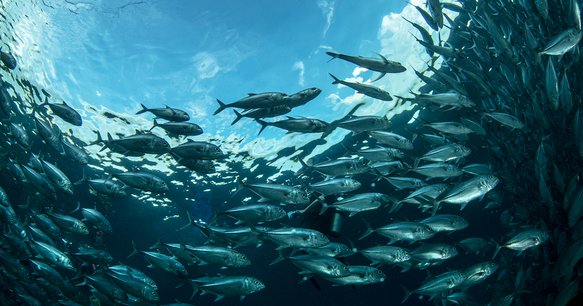 How Overfishing Is Changing Marine Ecosystems – The Big Picture