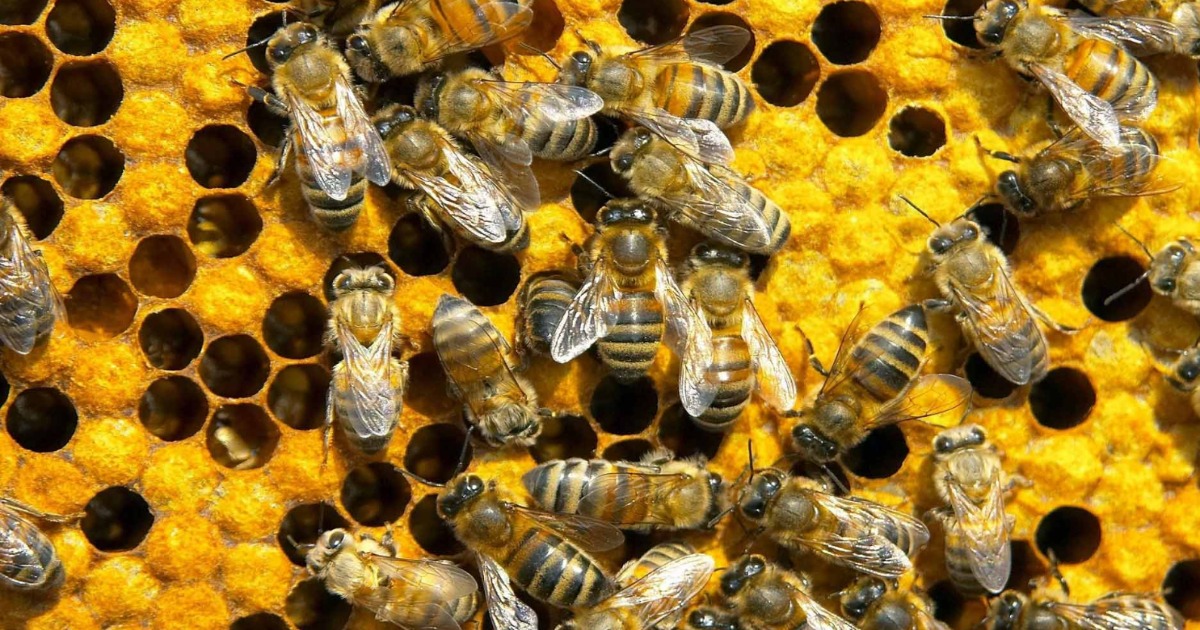 Why 7 Bees On the Endangered List Is A Disaster – The Big Picture