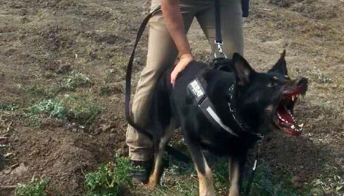 Attack Dogs Bite North Dakota Pipeline Protestors – The Majority Report