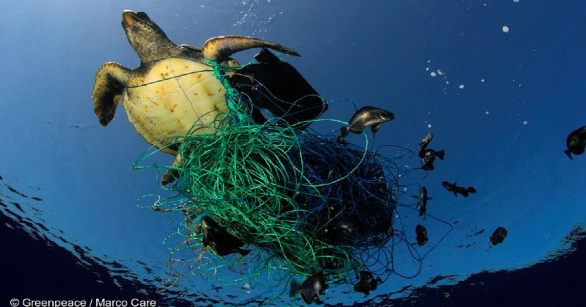 “Invisible Curtains of Death”: Massive Sea Nets Killing Millions of Sea Creatures