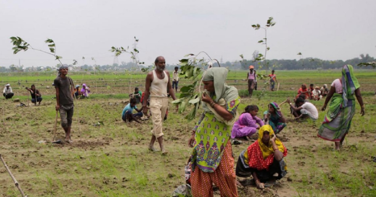 Doing Their Part to Fight Climate Change: India Planted 50 Million Trees in ONE DAY