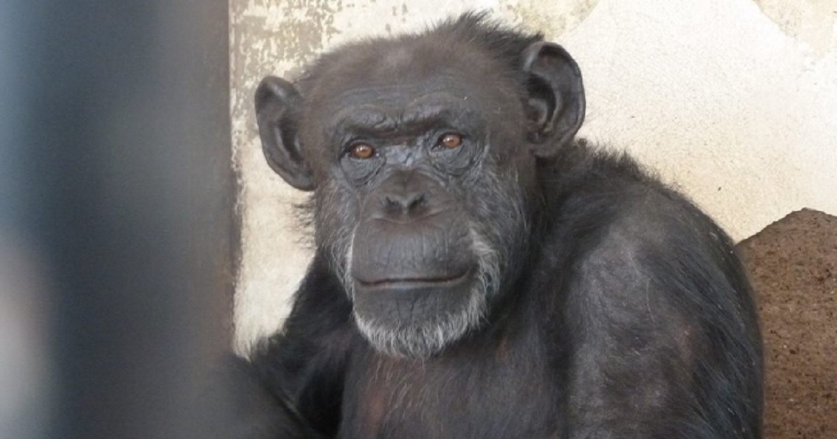 Landmark Judgement: Judge Rules Chimp Has Rights – Frees Her From Solitary Enclosure