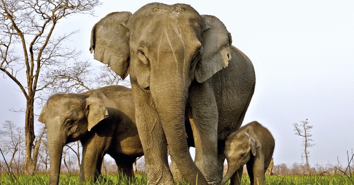 Adaptation Fights Back: Countering Ivory Poachers, Elephants Being Born Without Tusks