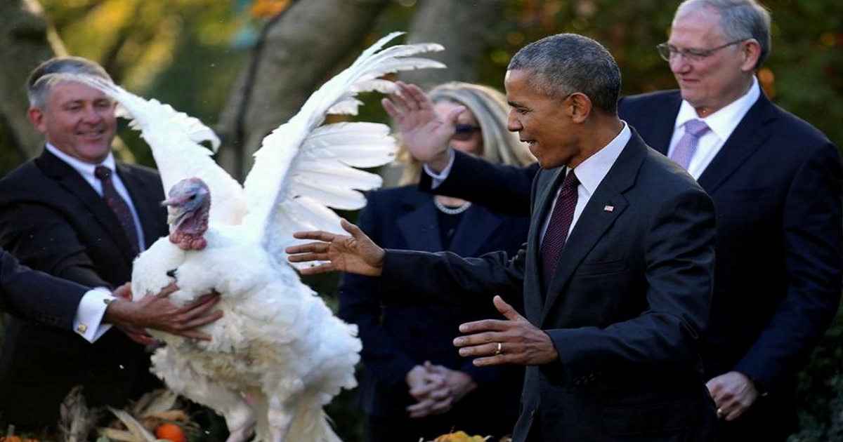 For the Past Eight Years, Obama Has Pardoned Turkeys and Made Dad Jokes: See Them All Now