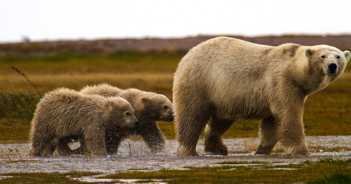 Trump To Reverse Obama-Era Arctic Drilling Ban