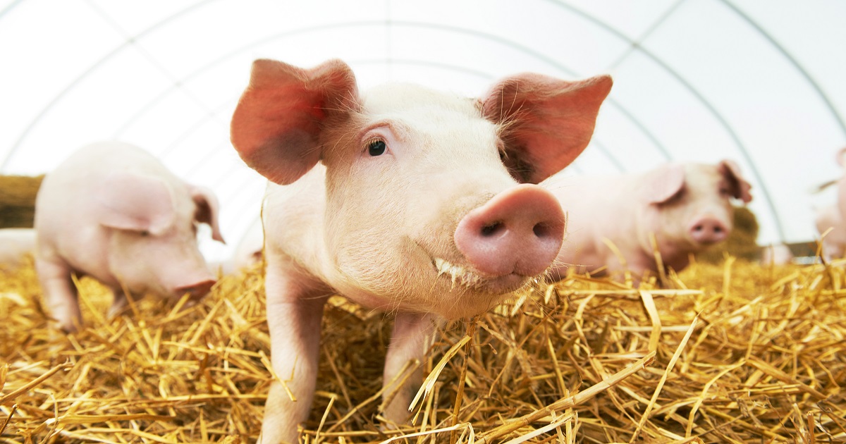 From ‘1984’ to ‘Animal Farm’: Scientists Successfully Create Pig-Human Hybrid