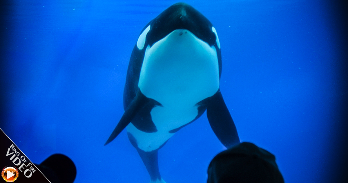 Sea World’s Disgusting Killer Whale Shows Finally Coming to an End