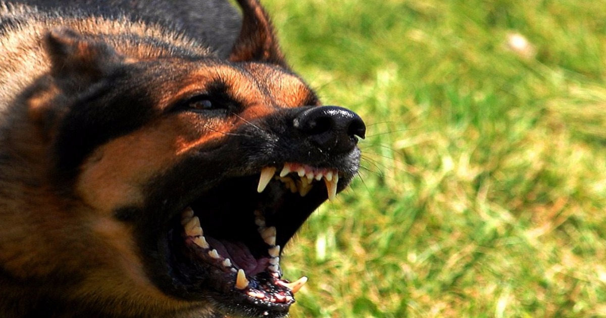 Court Says Police Dogs Can Maul Innocent People