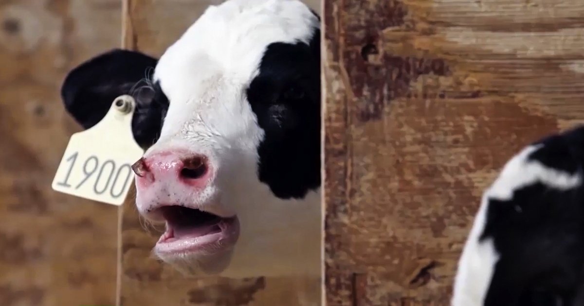 These Factory Farming Images Have Gone Viral – Redacted Tonight